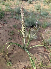 Eremurus inderiensis