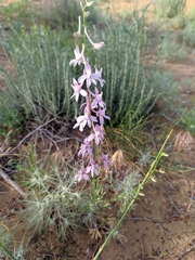 Delphinium camptocarpum