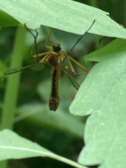 Tanyptera