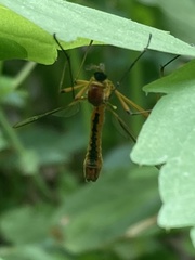 Tanyptera