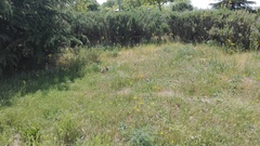 Oryctolagus cuniculus