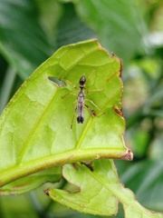 Myrmarachne macrognatha