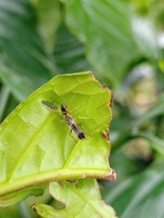 Myrmarachne macrognatha