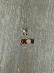 Parasteatoda merapiensis