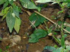 Argiope argentata