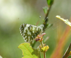 Euchloe insularis