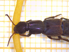 Pseudocypus