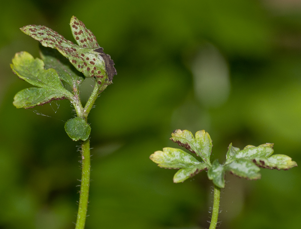 Wood anemone rust fungus from Änggården, Sverige on May 22