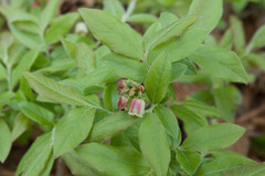 Vaccinium myrtilloides image