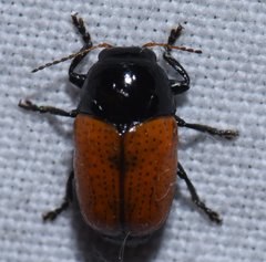 Cryptocephalus notatus