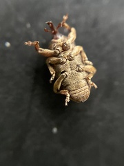 Pachytychius haematocephalus