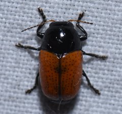 Cryptocephalus notatus