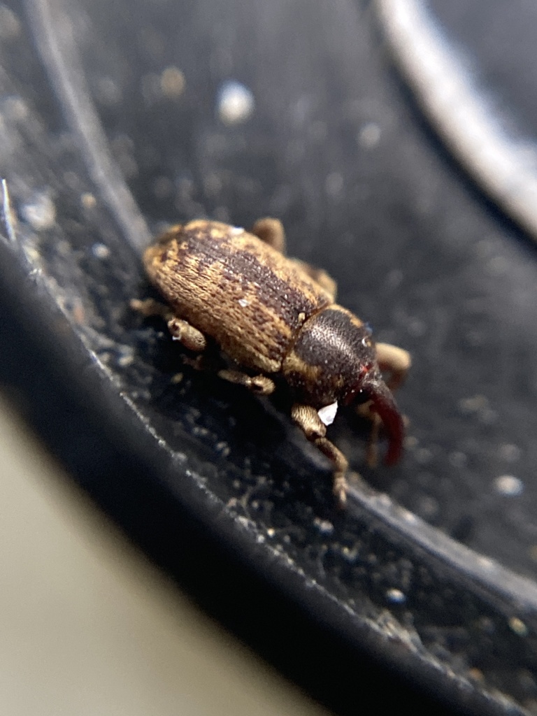 Gilkicker Weevil