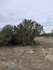 Haloxylon ammodendron