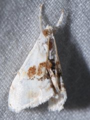 Lipocosma septa