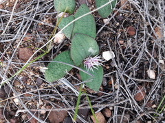 Massonia pygmaea pygmaea