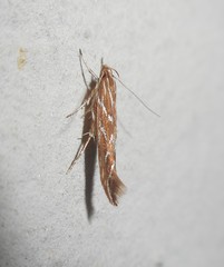 Pyroderces argyrogrammos