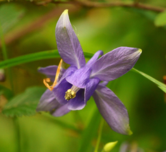 Aquilegia vulgaris vulgaris