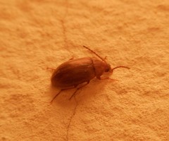 Coleoptera