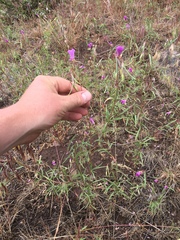 Clarkia lassenensis