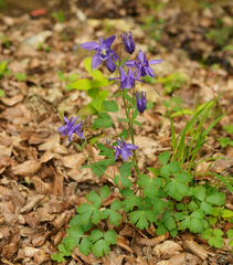 Aquilegia vulgaris vulgaris