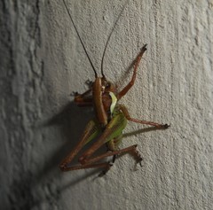 Eupholidoptera