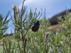 Paracotalpa granicollis