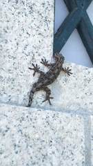 Gekko japonicus