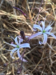 Soap Plant (Chlorogalum)