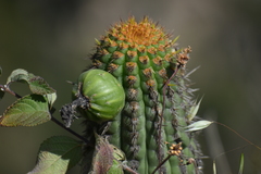 Haageocereus acranthus