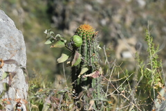 Haageocereus acranthus