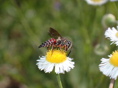 Coelioxys slossoni slossoni