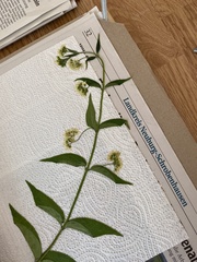 Vincetoxicum hirundinaria