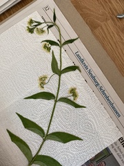 Vincetoxicum hirundinaria