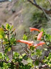 Clinopodium tomentosum