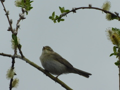 Phylloscopus trochilus