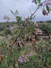 Halimodendron halodendron