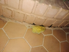 Duttaphrynus melanostictus