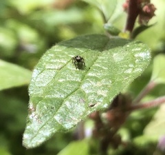 Pseudeuophrys lanigera