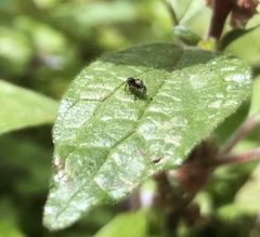 Pseudeuophrys lanigera