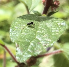 Pseudeuophrys lanigera