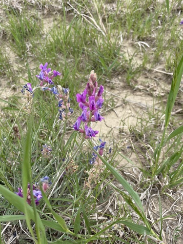 Lambert's Locoweed