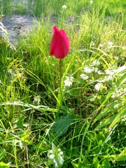Tulipa gesneriana