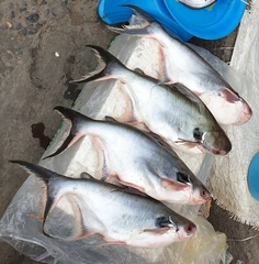 Pangasius larnaudii