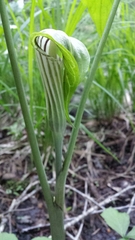Arisaema stewardsonii