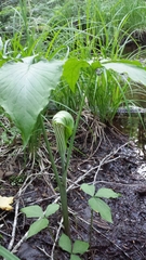 Arisaema stewardsonii