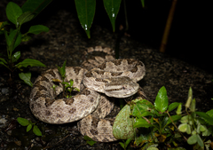 Protobothrops elegans