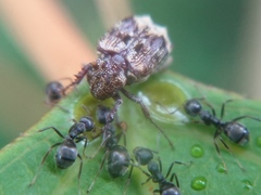 Dolichoderus thoracicus