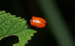 Aspidolopha decora