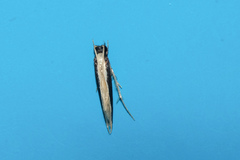 Pyloetis mimosae